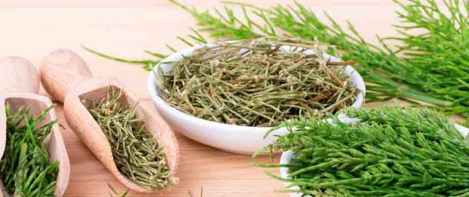 LA SALUD DE LA PROSTATA